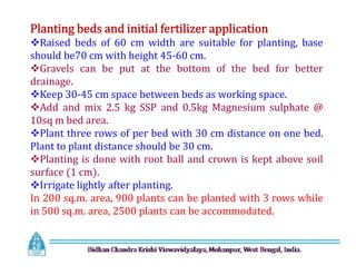 Planting beds and initial fertilizer application
Raised beds of 60 cm width are suitable for planting, base
should be70 cm with height 45-60 cm.
Gravels can be put at the bottom of the bed for better
drainage.
Keep 30-45 cm space between beds as working space.
Add and mix 2.5 kg SSP and 0.5kg Magnesium sulphate @
10sq m bed area.
Plant three rows of per bed with 30 cm distance on one bed.
Plant to plant distance should be 30 cm.
Planting is done with root ball and crown is kept above soil
surface (1 cm).
Irrigate lightly after planting.
In 200 sq.m. area, 900 plants can be planted with 3 rows while
in 500 sq.m. area, 2500 plants can be accommodated.
Planting beds and initial fertilizer application
Raised beds of 60 cm width are suitable for planting, base
should be70 cm with height 45-60 cm.
Gravels can be put at the bottom of the bed for better
drainage.
Keep 30-45 cm space between beds as working space.
Add and mix 2.5 kg SSP and 0.5kg Magnesium sulphate @
10sq m bed area.
Plant three rows of per bed with 30 cm distance on one bed.
Plant to plant distance should be 30 cm.
Planting is done with root ball and crown is kept above soil
surface (1 cm).
Irrigate lightly after planting.
In 200 sq.m. area, 900 plants can be planted with 3 rows while
in 500 sq.m. area, 2500 plants can be accommodated.
 