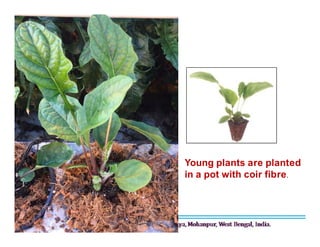 Young plants are planted
in a pot with coir fibre.
 