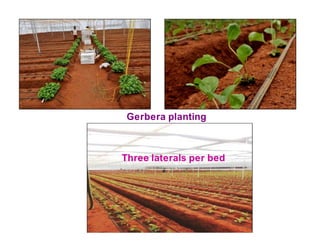 Gerbera planting
Three laterals per bed
 