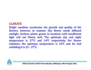 CLIMATE
Bright sunshine accelerates the growth and quality of the
flowers, however, in summer this flower needs diffused
sunlight. Gerbera plants grown in locations with insufficient
light will not bloom well. The optimum day and night
temperature is 270C and 140C respectively. For flower
initiation, the optimum temperature is 230C and for leaf
unfolding it is 25 – 270C.
CLIMATE
Bright sunshine accelerates the growth and quality of the
flowers, however, in summer this flower needs diffused
sunlight. Gerbera plants grown in locations with insufficient
light will not bloom well. The optimum day and night
temperature is 270C and 140C respectively. For flower
initiation, the optimum temperature is 230C and for leaf
unfolding it is 25 – 270C.
 