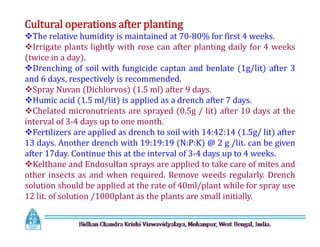 Cultural operations after planting
The relative humidity is maintained at 70-80% for first 4 weeks.
Irrigate plants lightly with rose can after planting daily for 4 weeks
(twice in a day).
Drenching of soil with fungicide captan and benlate (1g/lit) after 3
and 6 days, respectively is recommended.
Spray Nuvan (Dichlorvos) (1.5 ml) after 9 days.
Humic acid (1.5 ml/lit) is applied as a drench after 7 days.
Chelated micronutrients are sprayed (0.5g / lit) after 10 days at the
interval of 3-4 days up to one month.
Fertilizers are applied as drench to soil with 14:42:14 (1.5g/ lit) after
13 days. Another drench with 19:19:19 (N:P:K) @ 2 g /lit. can be given
after 17day. Continue this at the interval of 3-4 days up to 4 weeks.
Kelthane and Endosulfan sprays are applied to take care of mites and
other insects as and when required. Remove weeds regularly. Drench
solution should be applied at the rate of 40ml/plant while for spray use
12 lit. of solution /1000plant as the plants are small initially.
Cultural operations after planting
The relative humidity is maintained at 70-80% for first 4 weeks.
Irrigate plants lightly with rose can after planting daily for 4 weeks
(twice in a day).
Drenching of soil with fungicide captan and benlate (1g/lit) after 3
and 6 days, respectively is recommended.
Spray Nuvan (Dichlorvos) (1.5 ml) after 9 days.
Humic acid (1.5 ml/lit) is applied as a drench after 7 days.
Chelated micronutrients are sprayed (0.5g / lit) after 10 days at the
interval of 3-4 days up to one month.
Fertilizers are applied as drench to soil with 14:42:14 (1.5g/ lit) after
13 days. Another drench with 19:19:19 (N:P:K) @ 2 g /lit. can be given
after 17day. Continue this at the interval of 3-4 days up to 4 weeks.
Kelthane and Endosulfan sprays are applied to take care of mites and
other insects as and when required. Remove weeds regularly. Drench
solution should be applied at the rate of 40ml/plant while for spray use
12 lit. of solution /1000plant as the plants are small initially.
 