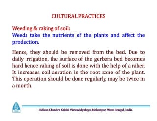CULTURAL PRACTICES
Weeding & raking of soil:
Weeds take the nutrients of the plants and affect the
production.
Hence, they should be removed from the bed. Due to
daily irrigation, the surface of the gerbera bed becomes
hard hence raking of soil is done with the help of a raker.
It increases soil aeration in the root zone of the plant.
This operation should be done regularly, may be twice in
a month.
CULTURAL PRACTICES
Weeding & raking of soil:
Weeds take the nutrients of the plants and affect the
production.
Hence, they should be removed from the bed. Due to
daily irrigation, the surface of the gerbera bed becomes
hard hence raking of soil is done with the help of a raker.
It increases soil aeration in the root zone of the plant.
This operation should be done regularly, may be twice in
a month.
 