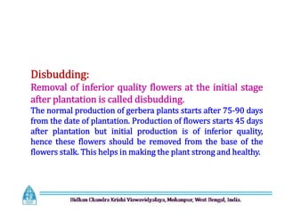 Disbudding:
Removal of inferior quality flowers at the initial stage
after plantation is called disbudding.
The normal production of gerbera plants starts after 75-90 days
from the date of plantation. Production of flowers starts 45 days
after plantation but initial production is of inferior quality,
hence these flowers should be removed from the base of the
flowers stalk. This helps in making the plant strong and healthy.
Disbudding:
Removal of inferior quality flowers at the initial stage
after plantation is called disbudding.
The normal production of gerbera plants starts after 75-90 days
from the date of plantation. Production of flowers starts 45 days
after plantation but initial production is of inferior quality,
hence these flowers should be removed from the base of the
flowers stalk. This helps in making the plant strong and healthy.
 