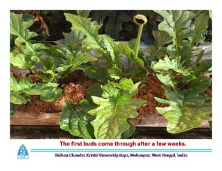 The first buds come through after a few weeks.
 