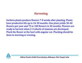 Harvesting
Gerbera plants produce flowers 7-8 weeks after planting. Plants
have productive life up to 24-30 months. One plant yields 30-40
flowers per year and 75 to 100 flowers in 30 months. Flowers are
ready to harvest when 2-3 whorls of stamens are developed.
Pluck the flower at the heel with angular cut. Plucking should be
done in morning or evening.
Harvesting
Gerbera plants produce flowers 7-8 weeks after planting. Plants
have productive life up to 24-30 months. One plant yields 30-40
flowers per year and 75 to 100 flowers in 30 months. Flowers are
ready to harvest when 2-3 whorls of stamens are developed.
Pluck the flower at the heel with angular cut. Plucking should be
done in morning or evening.
 