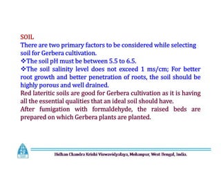 SOIL
There are two primary factors to be considered while selecting
soil for Gerbera cultivation.
The soil pH must be between 5.5 to 6.5.
The soil salinity level does not exceed 1 ms/cm; For better
root growth and better penetration of roots, the soil should be
highly porous and well drained.
Red lateritic soils are good for Gerbera cultivation as it is having
all the essential qualities that an ideal soil should have.
After fumigation with formaldehyde, the raised beds are
prepared on which Gerbera plants are planted.
SOIL
There are two primary factors to be considered while selecting
soil for Gerbera cultivation.
The soil pH must be between 5.5 to 6.5.
The soil salinity level does not exceed 1 ms/cm; For better
root growth and better penetration of roots, the soil should be
highly porous and well drained.
Red lateritic soils are good for Gerbera cultivation as it is having
all the essential qualities that an ideal soil should have.
After fumigation with formaldehyde, the raised beds are
prepared on which Gerbera plants are planted.
 