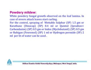 Powdery mildew:
White powdery fungal growth observed on the leaf lamina. In
case of severe attack leaves start curling.
For the control, spraying of Wettable Sulphur (SP) 1.5 gm or
Karathane (Dinocap) (SP) 0.4 ml or Quintol (Iprodion+
Carbendazim) (SP) 0.5 gm or Index (Myclobutanil) (SP) 0.5 gm
or Rubigan (Fenremol) (SP) 1 ml or Hydrogen peroxide (SP) 2
ml per lit of water can be used .
Powdery mildew:
White powdery fungal growth observed on the leaf lamina. In
case of severe attack leaves start curling.
For the control, spraying of Wettable Sulphur (SP) 1.5 gm or
Karathane (Dinocap) (SP) 0.4 ml or Quintol (Iprodion+
Carbendazim) (SP) 0.5 gm or Index (Myclobutanil) (SP) 0.5 gm
or Rubigan (Fenremol) (SP) 1 ml or Hydrogen peroxide (SP) 2
ml per lit of water can be used .
 