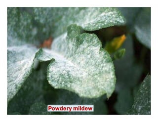 Powdery mildew
 
