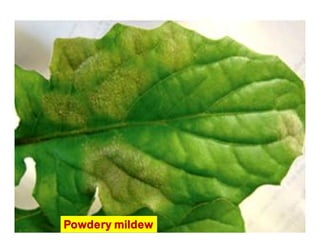 Powdery mildew
 