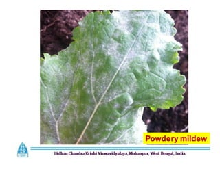 Powdery mildew
 