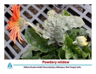 Powdery mildew
 