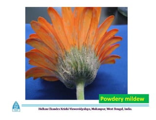 Powdery mildew
 