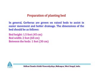Preparation of planting bed
In general, Gerberas are grown on raised beds to assist in
easier movement and better drainage. The dimensions of the
bed should be as follows:
Bed height: 1.5 feet (45 cm)
Bed width: 2 feet (60 cm)
Between the beds: 1 feet (30 cm)
Preparation of planting bed
In general, Gerberas are grown on raised beds to assist in
easier movement and better drainage. The dimensions of the
bed should be as follows:
Bed height: 1.5 feet (45 cm)
Bed width: 2 feet (60 cm)
Between the beds: 1 feet (30 cm)
 