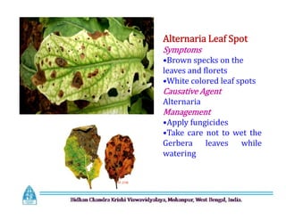 Alternaria Leaf Spot
Symptoms
•Brown specks on the
leaves and florets
•White colored leaf spots
Causative Agent
Alternaria
Management
•Apply fungicides
•Take care not to wet the
Gerbera leaves while
watering
Alternaria Leaf Spot
Symptoms
•Brown specks on the
leaves and florets
•White colored leaf spots
Causative Agent
Alternaria
Management
•Apply fungicides
•Take care not to wet the
Gerbera leaves while
watering
 