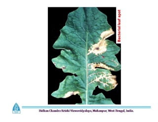 Bacterial
leaf
spot
 