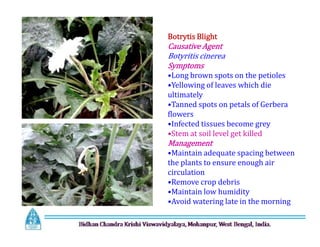 Botrytis Blight
Causative Agent
Botyritis cinerea
Symptoms
•Long brown spots on the petioles
•Yellowing of leaves which die
ultimately
•Tanned spots on petals of Gerbera
flowers
•Infected tissues become grey
•Stem at soil level get killed
Management
•Maintain adequate spacing between
the plants to ensure enough air
circulation
•Remove crop debris
•Maintain low humidity
•Avoid watering late in the morning
Botrytis Blight
Causative Agent
Botyritis cinerea
Symptoms
•Long brown spots on the petioles
•Yellowing of leaves which die
ultimately
•Tanned spots on petals of Gerbera
flowers
•Infected tissues become grey
•Stem at soil level get killed
Management
•Maintain adequate spacing between
the plants to ensure enough air
circulation
•Remove crop debris
•Maintain low humidity
•Avoid watering late in the morning
 