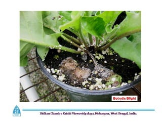 Botrytis Blight
 