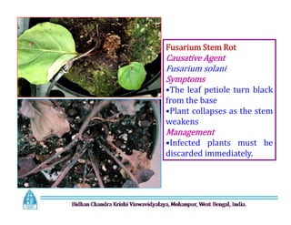 Fusarium Stem Rot
Causative Agent
Fusarium solani
Symptoms
•The leaf petiole turn black
from the base
•Plant collapses as the stem
weakens
Management
•Infected plants must be
discarded immediately.
Fusarium Stem Rot
Causative Agent
Fusarium solani
Symptoms
•The leaf petiole turn black
from the base
•Plant collapses as the stem
weakens
Management
•Infected plants must be
discarded immediately.
 