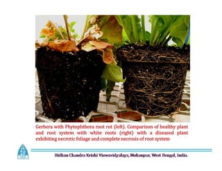 Gerbera with Phytophthora root rot (left). Comparison of healthy plant
and root system with white roots (right) with a diseased plant
exhibiting necrotic foliage and complete necrosis of root system
 