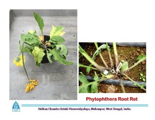 Phytophthora Root Rot
 