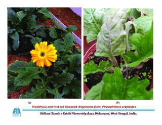 Healthy(a) and root-rot diseased (b)gerbera plant Phytophthora cryptogea
 