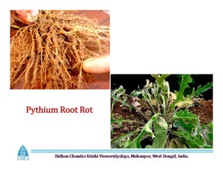 Pythium Root Rot
 