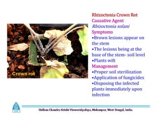 Rhizoctonia Crown Rot
Causative Agent
Rhizoctonia solani
Symptoms
•Brown lesions appear on
the stem
•The lesions being at the
base of the stem- soil level
•Plants wilt
Management
•Proper soil sterilization
•Application of fungicides
•Disposing the infected
plants immediately upon
infection
Rhizoctonia Crown Rot
Causative Agent
Rhizoctonia solani
Symptoms
•Brown lesions appear on
the stem
•The lesions being at the
base of the stem- soil level
•Plants wilt
Management
•Proper soil sterilization
•Application of fungicides
•Disposing the infected
plants immediately upon
infection
Crown rot
 