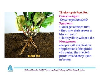 Thielaviopsis Root Rot
Causative Agent
Thielaviopsis basicola
Symptoms
•Roots get affected first
•They turn dark brown to
black in color
•Plants yellow, wilt and die
Management
•Proper soil sterilization
•Application of fungicides
•Disposing the infected
plants immediately upon
infection
Thielaviopsis Root Rot
Causative Agent
Thielaviopsis basicola
Symptoms
•Roots get affected first
•They turn dark brown to
black in color
•Plants yellow, wilt and die
Management
•Proper soil sterilization
•Application of fungicides
•Disposing the infected
plants immediately upon
infection
Root rot
 