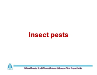 Insect pests
Insect pests
Insect pests
Insect pests
 