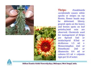 Thrips- Frankliniella
occidentalis causes white
specks or stripes on ray
florets; flower heads may
be deformed. Silvery,
grayish spots on the leaves
and brown spots on leaf
petioles/mid vein are
observed. Chemicals used
for management of thrips
are fipronil 5ml or
imidacloprid 0.5ml or
dichlorvos 1.5 ml +
Monocrotophos 2ml or
Dimethoate 2ml or
Abamectin 0.4 ml or
calnova 0.5 ml + calpaste
2gm per lit of water.
Thrips- Frankliniella
occidentalis causes white
specks or stripes on ray
florets; flower heads may
be deformed. Silvery,
grayish spots on the leaves
and brown spots on leaf
petioles/mid vein are
observed. Chemicals used
for management of thrips
are fipronil 5ml or
imidacloprid 0.5ml or
dichlorvos 1.5 ml +
Monocrotophos 2ml or
Dimethoate 2ml or
Abamectin 0.4 ml or
calnova 0.5 ml + calpaste
2gm per lit of water.
 