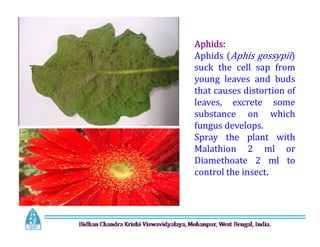 Aphids:
Aphids (Aphis gossypii)
suck the cell sap from
young leaves and buds
that causes distortion of
leaves, excrete some
substance on which
fungus develops.
Spray the plant with
Malathion 2 ml or
Diamethoate 2 ml to
control the insect.
Aphids:
Aphids (Aphis gossypii)
suck the cell sap from
young leaves and buds
that causes distortion of
leaves, excrete some
substance on which
fungus develops.
Spray the plant with
Malathion 2 ml or
Diamethoate 2 ml to
control the insect.
 