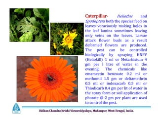 Caterpillar- Heliothis and
Spodoptera both the species feed on
leaves voraciously making holes in
the leaf lamina sometimes leaving
only veins on the leaves. Larvae
attack flower buds as a result
deformed flowers are produced.
The pest can be controlled
biologically by spraying HNPV
(Heliokill) 1 ml or Metarhisium 4
gm per l litre of water in the
evening. The chemicals like
emamectin benzoate 0.2 ml or
methomil 1.5 gm or deltamethrin
0.5 ml or indoxacarb 0.5 ml or
Thiodicarb 0.4 gm per lit of water in
the spray form or soil application of
phorate @ 2 gm per plant are used
to control the pest.
Caterpillar- Heliothis and
Spodoptera both the species feed on
leaves voraciously making holes in
the leaf lamina sometimes leaving
only veins on the leaves. Larvae
attack flower buds as a result
deformed flowers are produced.
The pest can be controlled
biologically by spraying HNPV
(Heliokill) 1 ml or Metarhisium 4
gm per l litre of water in the
evening. The chemicals like
emamectin benzoate 0.2 ml or
methomil 1.5 gm or deltamethrin
0.5 ml or indoxacarb 0.5 ml or
Thiodicarb 0.4 gm per lit of water in
the spray form or soil application of
phorate @ 2 gm per plant are used
to control the pest.
 