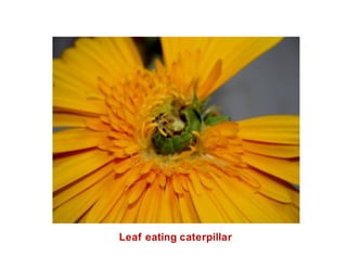 Leaf eating caterpillar
 