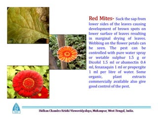 Red Mites- Suck the sap from
lower sides of the leaves causing
development of brown spots on
lower surface of leaves resulting
in marginal drying of leaves.
Webbing on the flower petals can
be seen. The pest can be
controlled with pure water spray
or wetable sulphur 1.5 g or
Dicofol 1.5 ml or abamectin 0.4
ml, fenazaquin 1 ml or propergite
1 ml per litre of water. Some
organic, plant extracts
commercially available also give
good control of the pest.
Red Mites- Suck the sap from
lower sides of the leaves causing
development of brown spots on
lower surface of leaves resulting
in marginal drying of leaves.
Webbing on the flower petals can
be seen. The pest can be
controlled with pure water spray
or wetable sulphur 1.5 g or
Dicofol 1.5 ml or abamectin 0.4
ml, fenazaquin 1 ml or propergite
1 ml per litre of water. Some
organic, plant extracts
commercially available also give
good control of the pest.
 