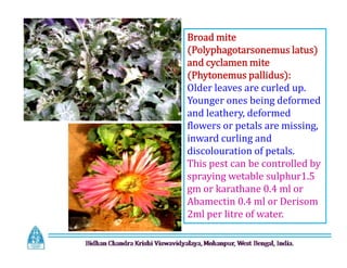 Broad mite
(Polyphagotarsonemus latus)
and cyclamen mite
(Phytonemus pallidus):
Older leaves are curled up.
Younger ones being deformed
and leathery, deformed
flowers or petals are missing,
inward curling and
discolouration of petals.
This pest can be controlled by
spraying wetable sulphur1.5
gm or karathane 0.4 ml or
Abamectin 0.4 ml or Derisom
2ml per litre of water.
Broad mite
(Polyphagotarsonemus latus)
and cyclamen mite
(Phytonemus pallidus):
Older leaves are curled up.
Younger ones being deformed
and leathery, deformed
flowers or petals are missing,
inward curling and
discolouration of petals.
This pest can be controlled by
spraying wetable sulphur1.5
gm or karathane 0.4 ml or
Abamectin 0.4 ml or Derisom
2ml per litre of water.
 