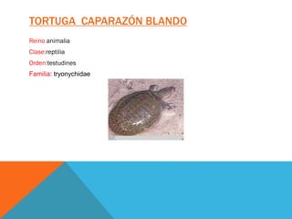 TORTUGA CAPARAZÓN BLANDO
Reino animalia
Clase:reptilia
Orden:testudines
Familia: tryonychidae
 