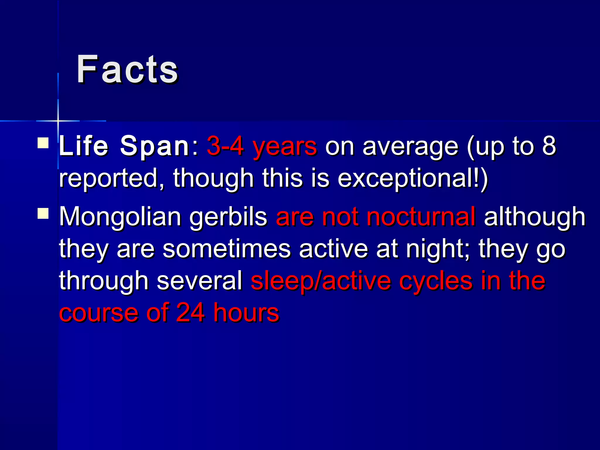 Gerbils biology anatomy and more | PPT