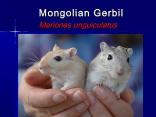 Mongolian GerbilMongolian Gerbil
Meriones unguiculatusMeriones unguiculatus
 