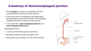2.Anatomy of Gastroesophageal junction
• The oesophagus is the part of the digestive tract that
extends between the pharynx and the stomach.
• It passes through the oesophageal hiatus (opening) of
the diaphragm and ends at the stomach. The oesophagus
transports food from the pharynx to the stomach.
• It has 2 sphincters ;upper oesophageal sphincter and a
lower esophageal sphincter,LES.
Oesophageal mucosa
• is made up of stratified squamous epithelium.
• No effective defence mechanisms against acid.
• Protected by LES ,preventing acid reflux from stomach.
 