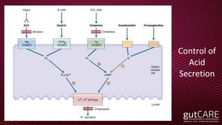 Control of
Acid
Secretion
27
 