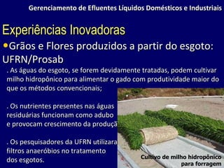 Gerenciamento de Efluentes Líquidos Domésticos e Industriais Grãos e Flores produzidos a partir do esgoto: UFRN/Prosab . As águas do esgoto, se forem devidamente tratadas, podem cultivar milho hidropônico para alimentar o gado com produtividade maior do que os métodos convencionais; . Os nutrientes presentes nas águas residuárias funcionam como adubo e provocam crescimento da produção; . Os pesquisadores da UFRN utilizaram filtros anaeróbios no tratamento dos esgotos. Experiências Inovadoras Cultivo de milho hidropônico para forragem 