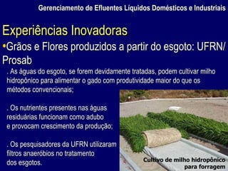 Gerenciamento de Efluentes Líquidos Domésticos e Industriais Grãos e Flores produzidos a partir do esgoto: UFRN/Prosab . As águas do esgoto, se forem devidamente tratadas, podem cultivar milho hidropônico para alimentar o gado com produtividade maior do que os métodos convencionais; . Os nutrientes presentes nas águas residuárias funcionam como adubo e provocam crescimento da produção; . Os pesquisadores da UFRN utilizaram filtros anaeróbios no tratamento dos esgotos. Experiências Inovadoras Cultivo de milho hidropônico para forragem 
