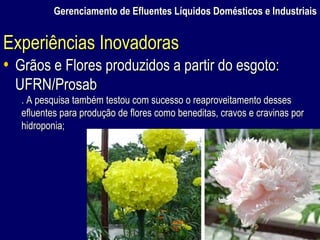 Gerenciamento de Efluentes Líquidos Domésticos e Industriais Grãos e Flores produzidos a partir do esgoto: UFRN/Prosab . A pesquisa também testou com sucesso o reaproveitamento desses efluentes para produção de flores como beneditas, cravos e cravinas por hidroponia; Experiências Inovadoras 