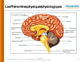 Les Phénomènes physiques/physiologiques  « Gérer les pressions  - Améliorer sa Résistance au Stress » ACUERDO©  [email_address] 