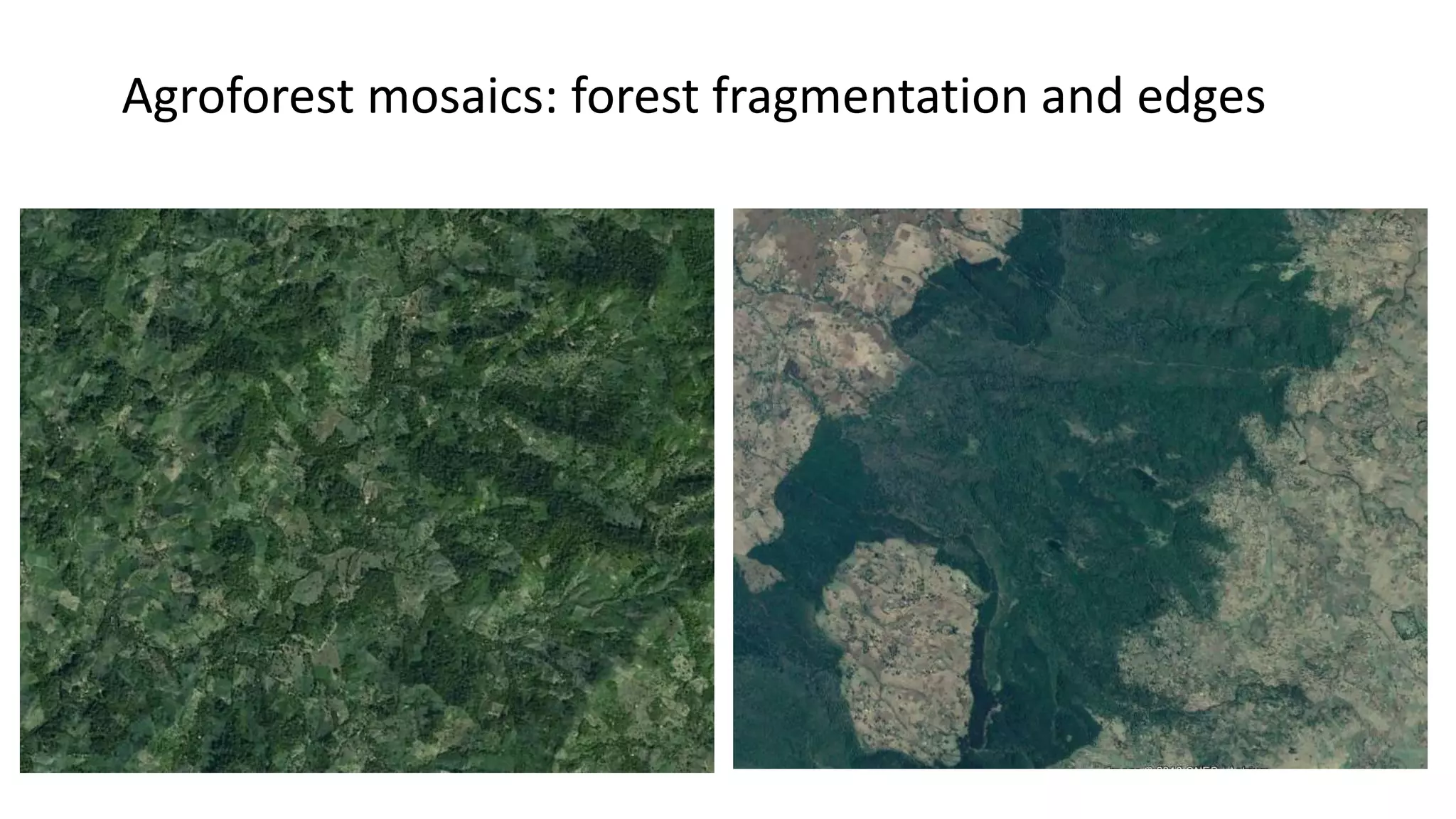 Agroforest mosaics: forest fragmentation and edges
 