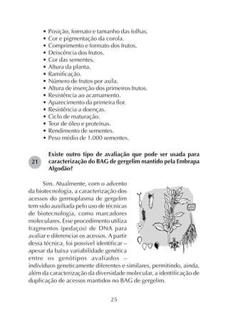 25
• Posição, formato e tamanho das folhas.
• Cor e pigmentação da corola.
• Comprimento e formato dos frutos.
• Deiscência dos frutos.
• Cor das sementes.
• Altura da planta.
• Ramificação.
• Número de frutos por axila.
• Altura de inserção dos primeiros frutos.
• Resistência ao acamamento.
• Aparecimento da primeira flor.
• Resistência a doenças.
• Ciclo de maturação.
• Teor de óleo e proteínas.
• Rendimento de sementes.
• Peso médio de 1.000 sementes.
Existe outro tipo de avaliação que pode ser usada para
caracterização do BAG de gergelim mantido pela Embrapa
Algodão?
Sim. Atualmente, com o advento
da biotecnologia, a caracterização dos
acessos do germoplasma de gergelim
tem sido auxiliada pelo uso de técnicas
de biotecnologia, como marcadores
moleculares. Esse procedimento utiliza
fragmentos (pedaços) de DNA para
avaliar e diferenciar os acessos. A partir
dessa técnica, foi possível identificar –
apesar da baixa variabilidade genética
entre os genótipos avaliados –
indivíduos geneticamente diferentes e similares, permitindo, ainda,
além da caracterização da diversidade molecular, a identificação de
duplicação de acessos mantidos no BAG de gergelim.
21
 