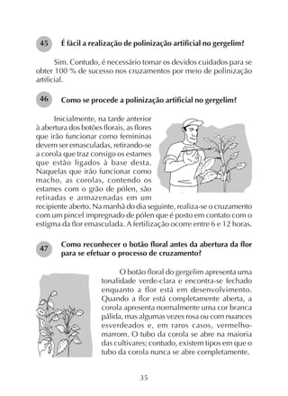 35
É fácil a realização de polinização artificial no gergelim?
Sim. Contudo, é necessário tomar os devidos cuidados para se
obter 100 % de sucesso nos cruzamentos por meio de polinização
artificial.
Como se procede a polinização artificial no gergelim?
Inicialmente, na tarde anterior
à abertura dos botões florais, as flores
que irão funcionar como femininas
devem ser emasculadas, retirando-se
a corola que traz consigo os estames
que estão ligados à base desta.
Naquelas que irão funcionar como
macho, as corolas, contendo os
estames com o grão de pólen, são
retiradas e armazenadas em um
recipiente aberto. Na manhã do dia seguinte, realiza-se o cruzamento
com um pincel impregnado de pólen que é posto em contato com o
estigma da flor emasculada. A fertilização ocorre entre 6 e 12 horas.
Como reconhecer o botão floral antes da abertura da flor
para se efetuar o processo de cruzamento?
O botão floral do gergelim apresenta uma
tonalidade verde-clara e encontra-se fechado
enquanto a flor está em desenvolvimento.
Quando a flor está completamente aberta, a
corola apresenta normalmente uma cor branca
pálida, mas algumas vezes rosa ou com nuances
esverdeados e, em raros casos, vermelho-
marrom. O tubo da corola se abre na maioria
das cultivares; contudo, existem tipos em que o
tubo da corola nunca se abre completamente.
45
47
46
 