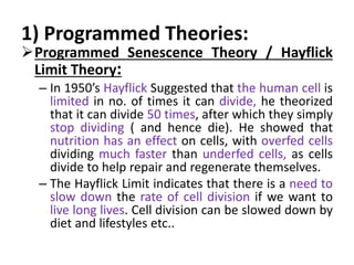1) Programmed Theories:
Programmed Senescence Theory / Hayflick
Limit Theory:
– In 1950’s Hayflick Suggested that the human cell is
limited in no. of times it can divide, he theorized
that it can divide 50 times, after which they simply
stop dividing ( and hence die). He showed that
nutrition has an effect on cells, with overfed cells
dividing much faster than underfed cells, as cells
divide to help repair and regenerate themselves.
– The Hayflick Limit indicates that there is a need to
slow down the rate of cell division if we want to
live long lives. Cell division can be slowed down by
diet and lifestyles etc..
 