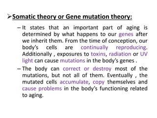 Somatic theory or Gene mutation theory:
– It states that an important part of aging is
determined by what happens to our genes after
we inherit them. From the time of conception, our
body’s cells are continually reproducing.
Additionally , exposures to toxins, radiation or UV
light can cause mutations in the body’s genes .
– The body can correct or destroy most of the
mutations, but not all of them. Eventually , the
mutated cells accumulate, copy themselves and
cause problems in the body’s functioning related
to aging.
 