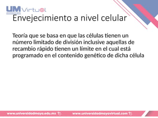Envejecimiento a nivel celular
Teoría que se basa en que las células tienen un
número limitado de división inclusive aquellas de
recambio rápido tienen un límite en el cual está
programado en el contenido genético de dicha célula
 